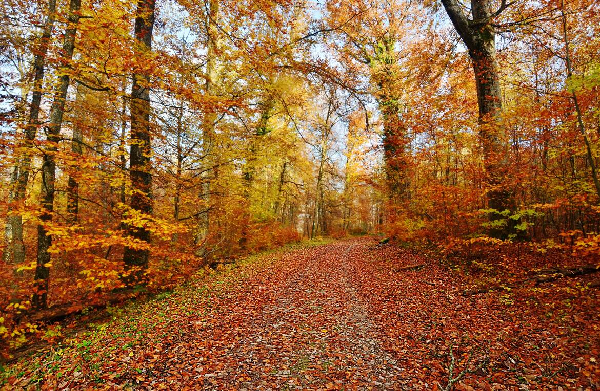 Rougeurs de novembre.