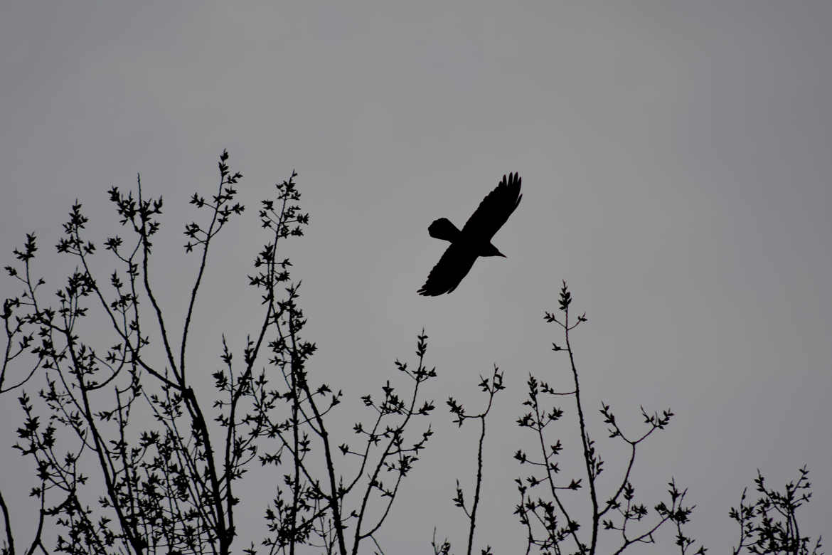 Maître Corbeau