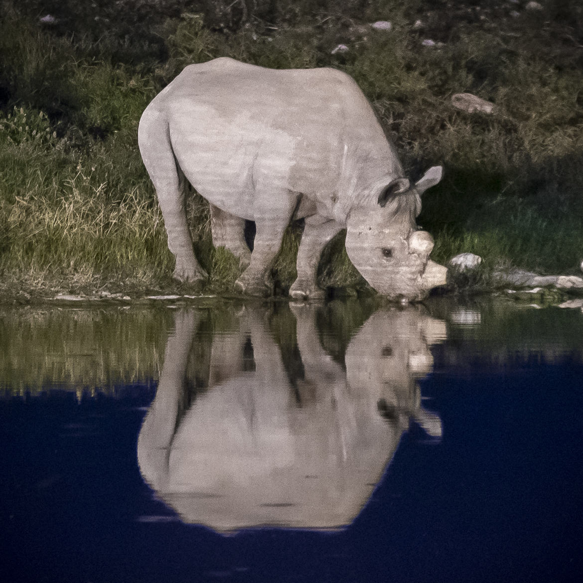 Reflet de Rhino