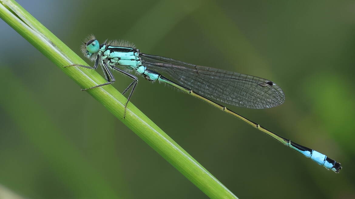 Agrion élégant