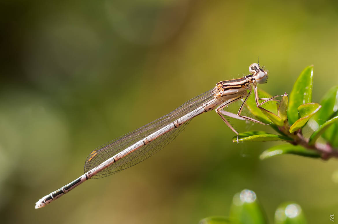 Demoiselle