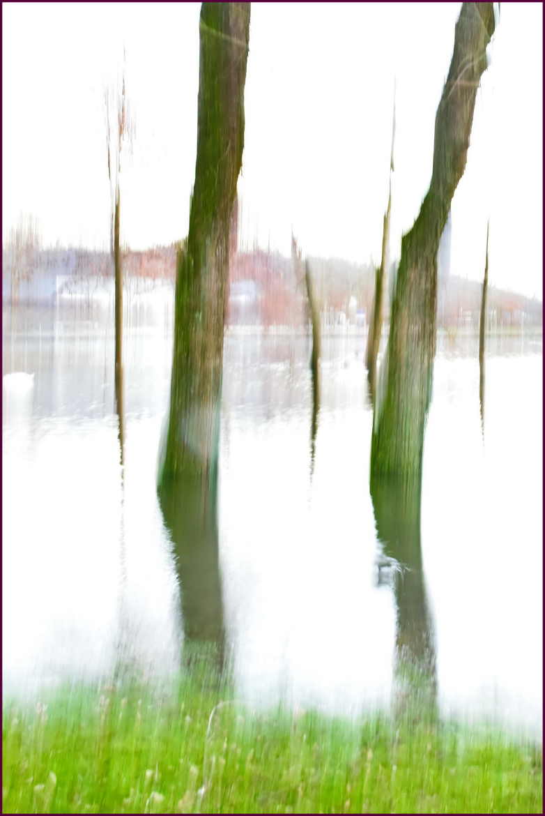 Arbres dans l'eau