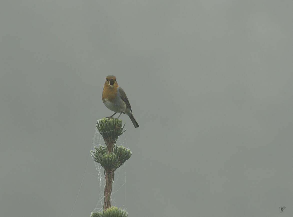 Chant du rouge gorge dans la brume