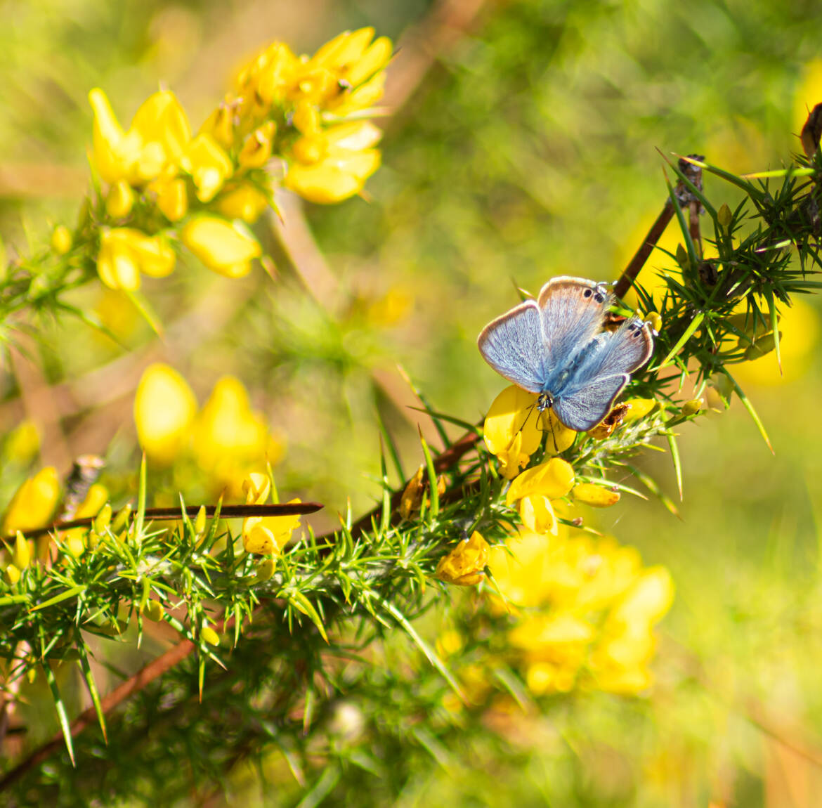 En jaune et bleu