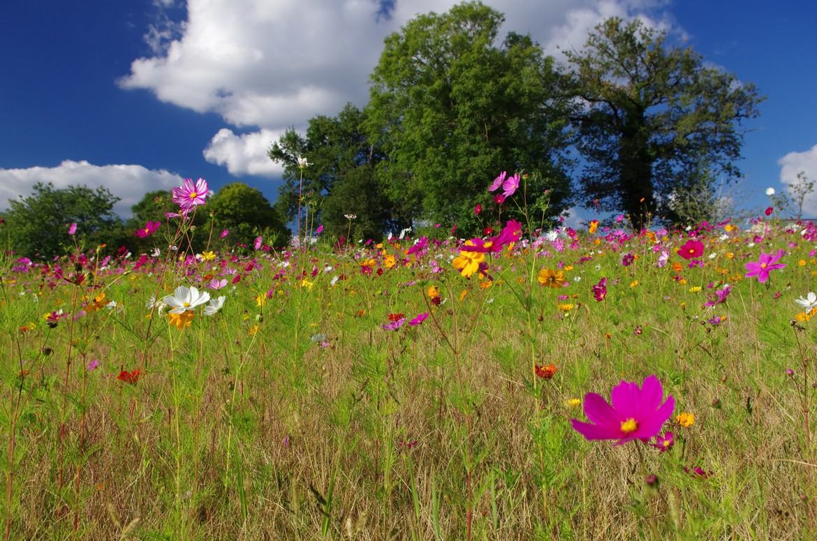 Champs de fleurs