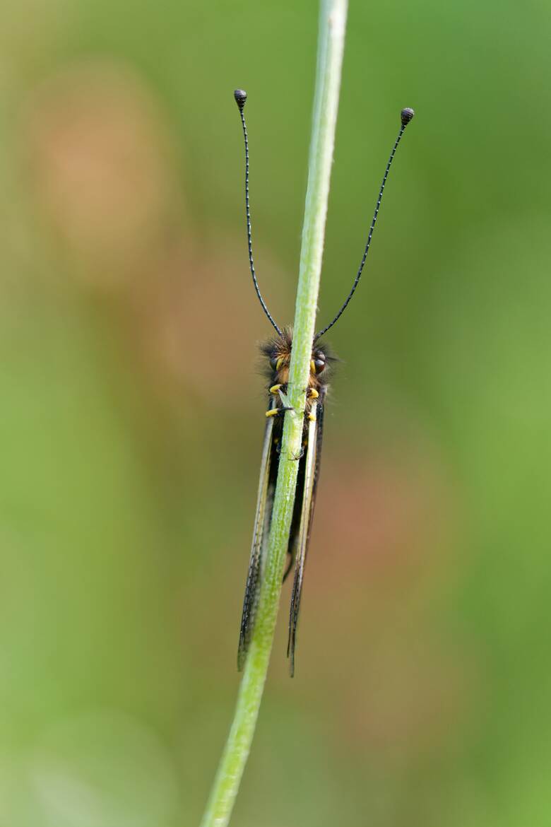 La vie à tout prix....