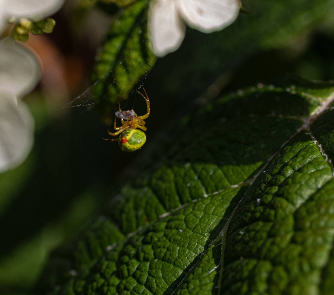 2 minuscule araignée au travail