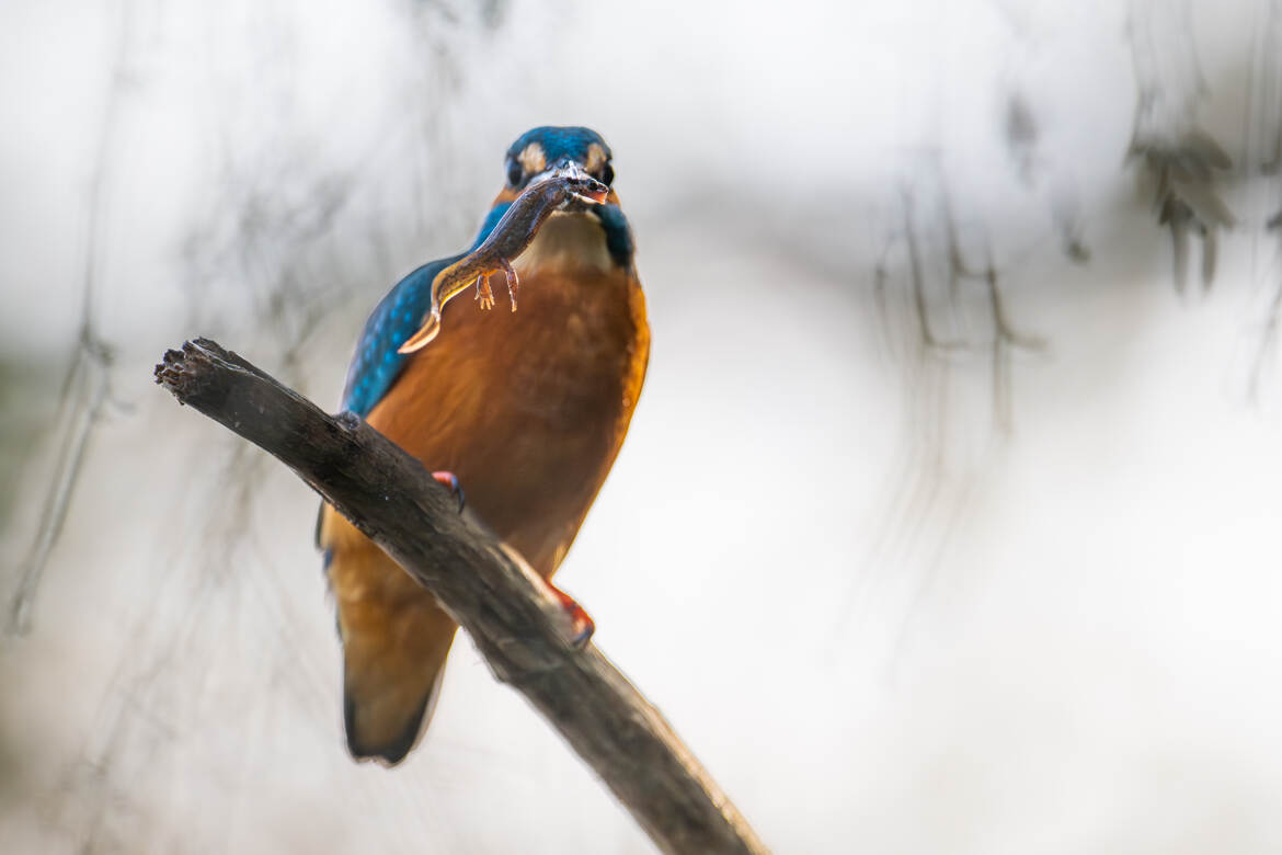 Triton palmé pour le petit déjeuner