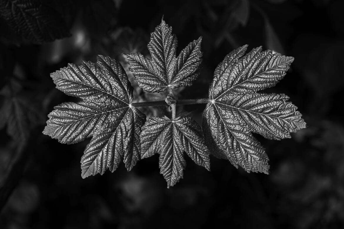 Histoir de feuille 3