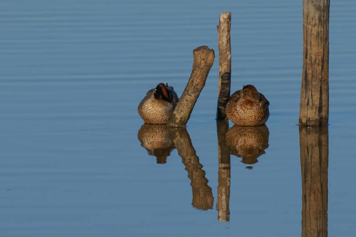 La sieste des sarcelles