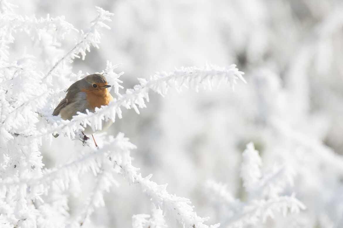 Rouge gorge à la neige