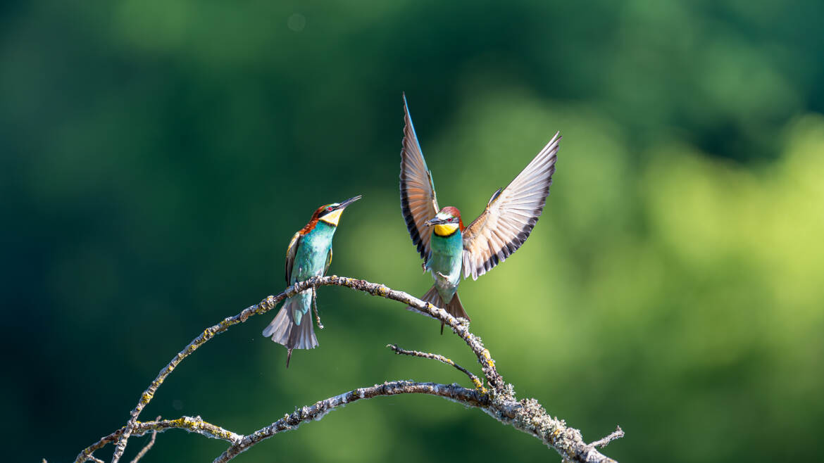 Le temps des offrandes chez les guêpiers