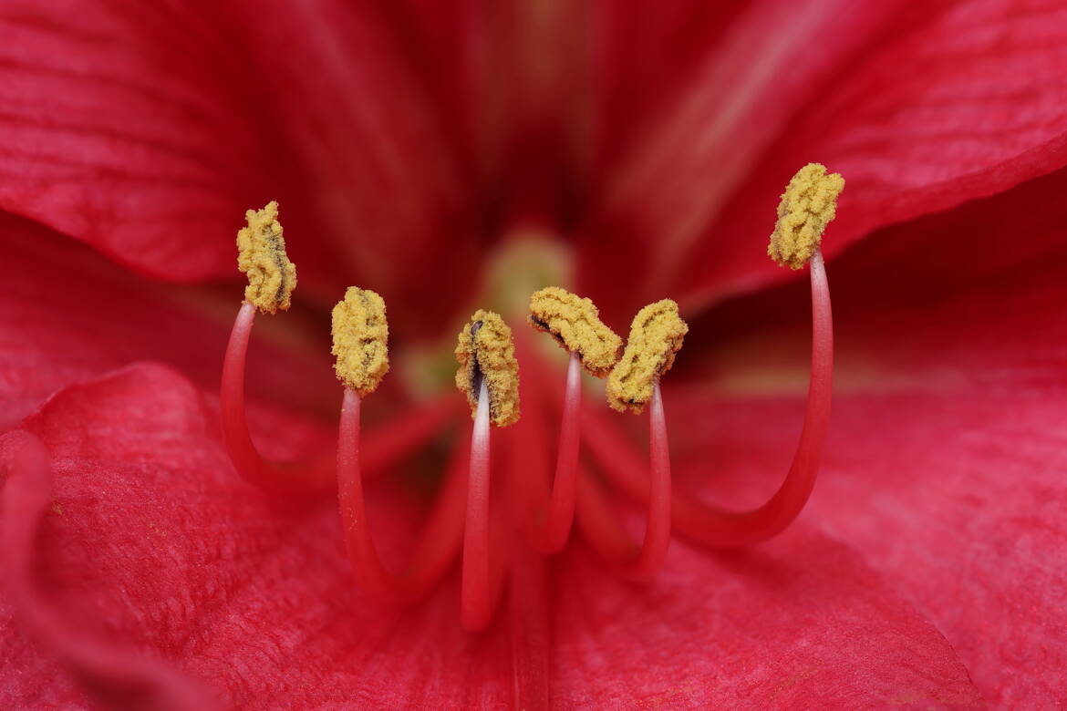 Etamines d'hippeastrum