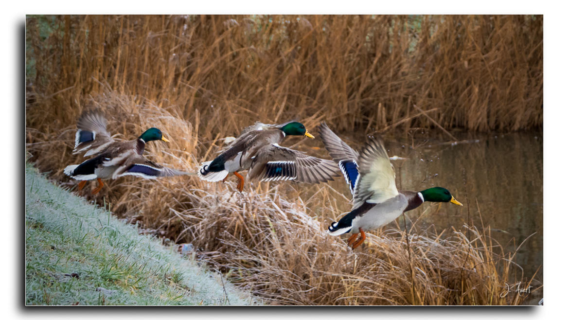 Un froid de canard.