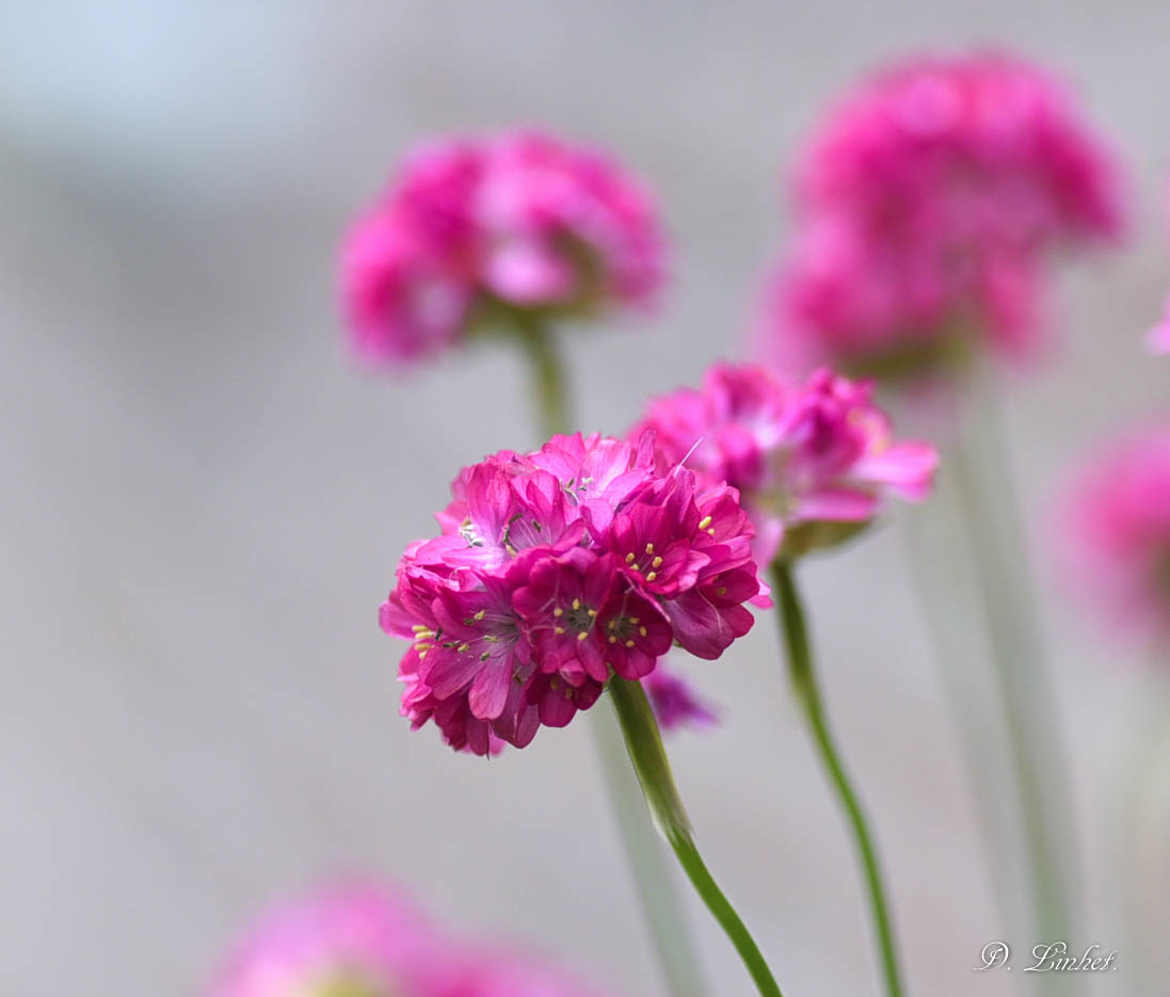 Jolies petites fleurs.