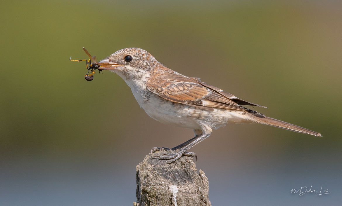 Pie grièche écorcheur