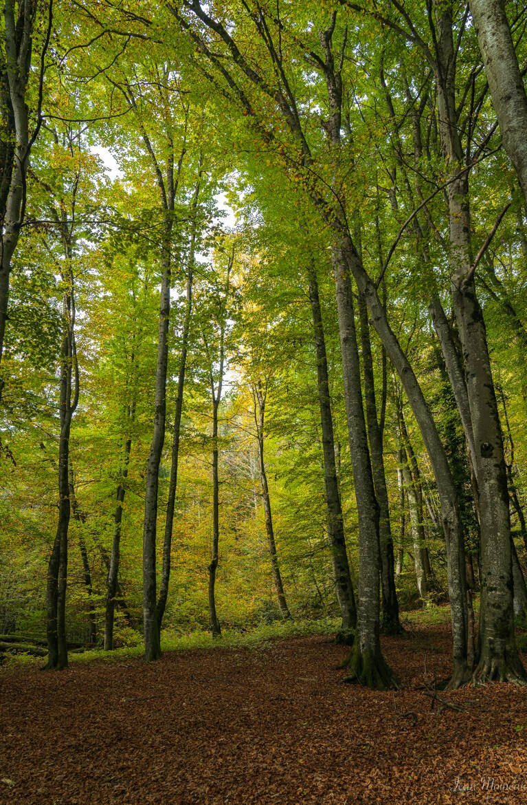 La forêt fin octobre