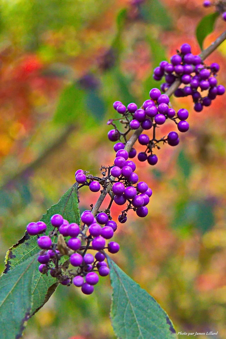 Baies d'automne