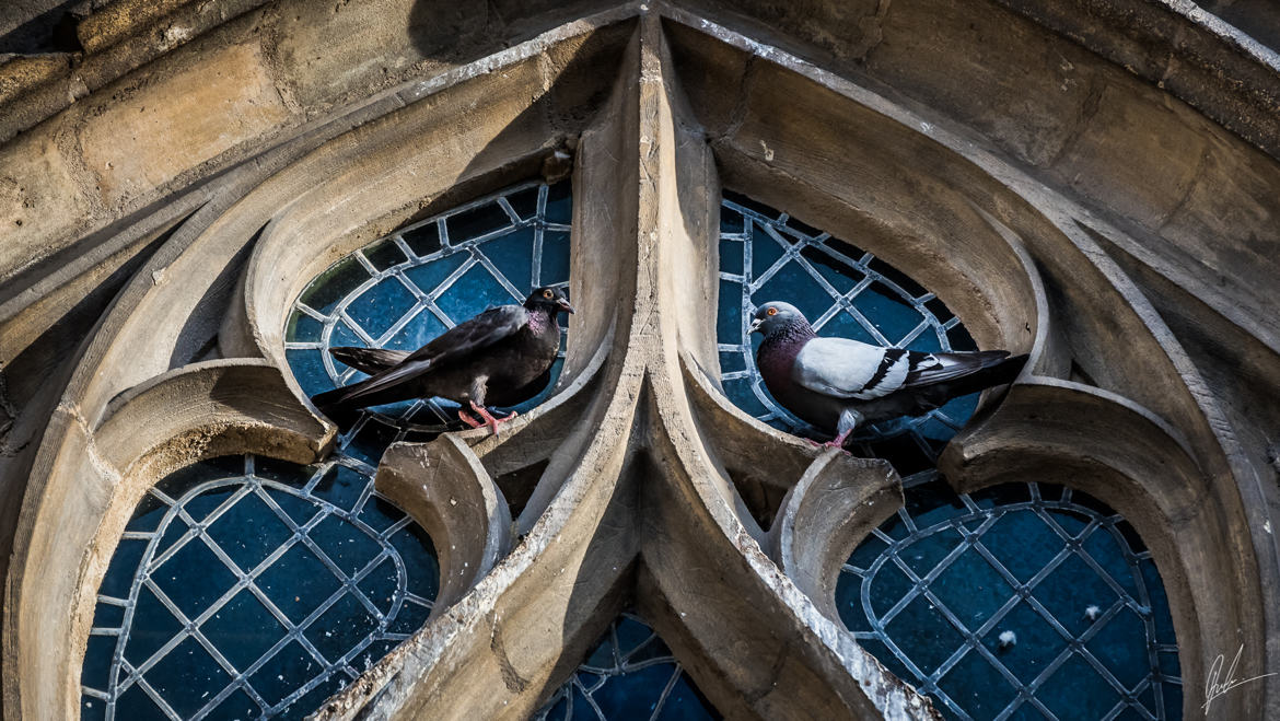 discution entre 2 pigeons