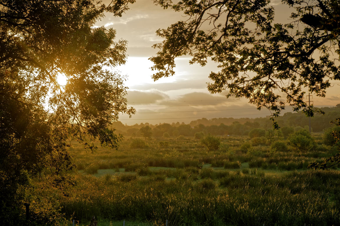 Le matin sur le marais