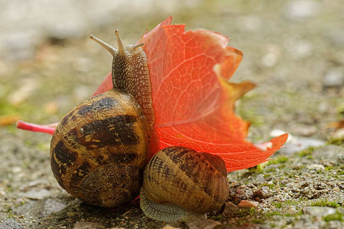 La feuille d'automne.