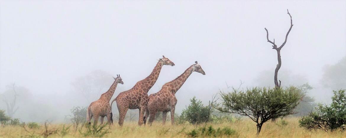 Dans la steppe africaine