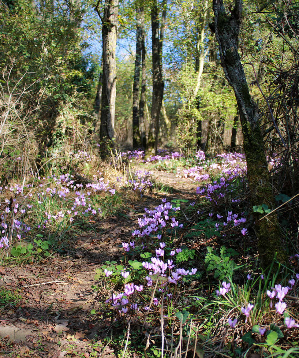 Bois fleuri