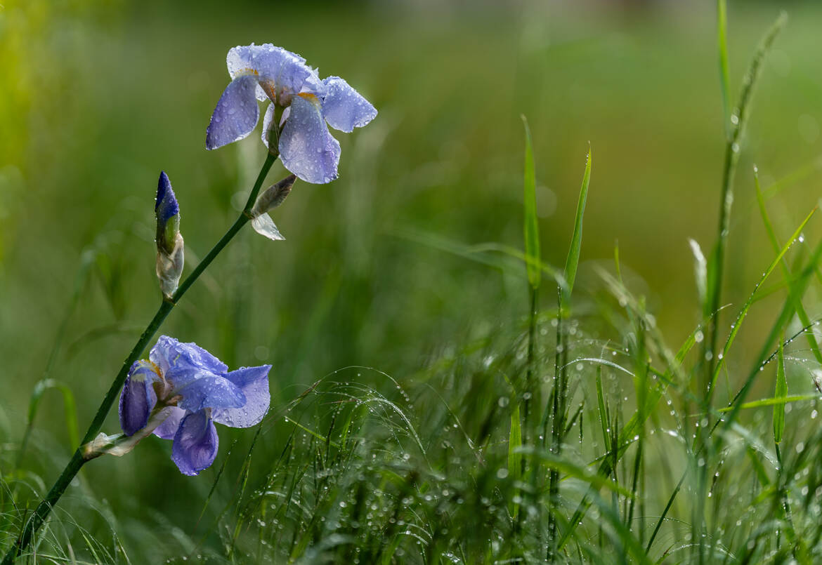 Après la pluie