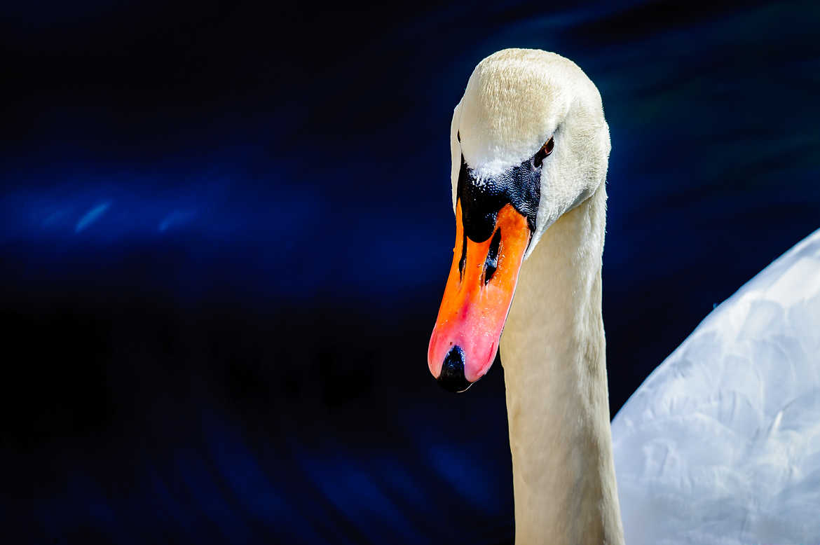 Il suffirat d'un Cygne...