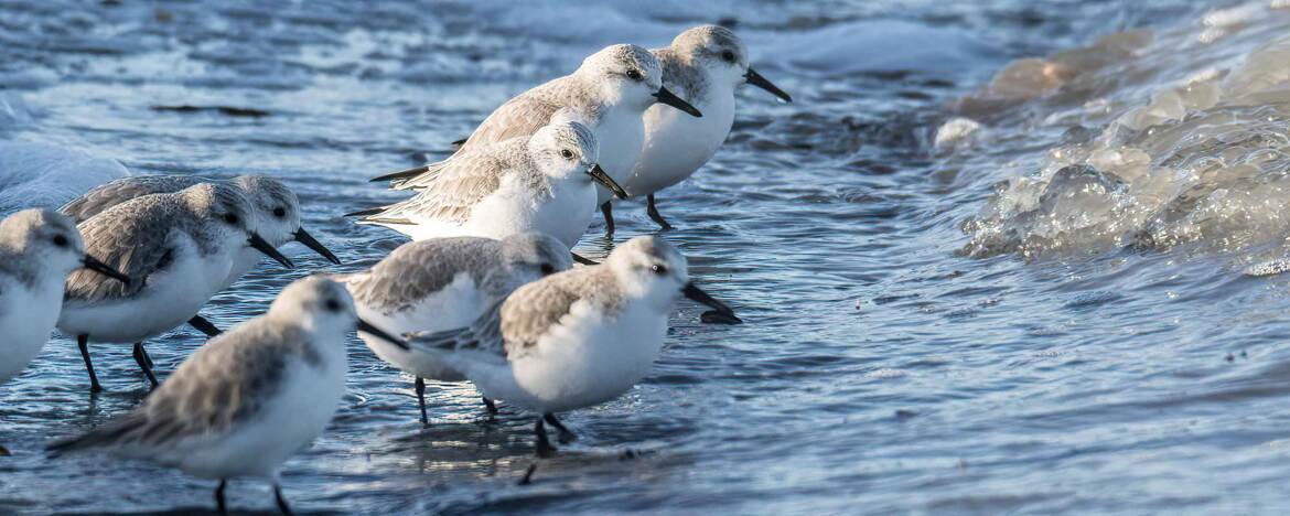 Bécasseaux Sanderling