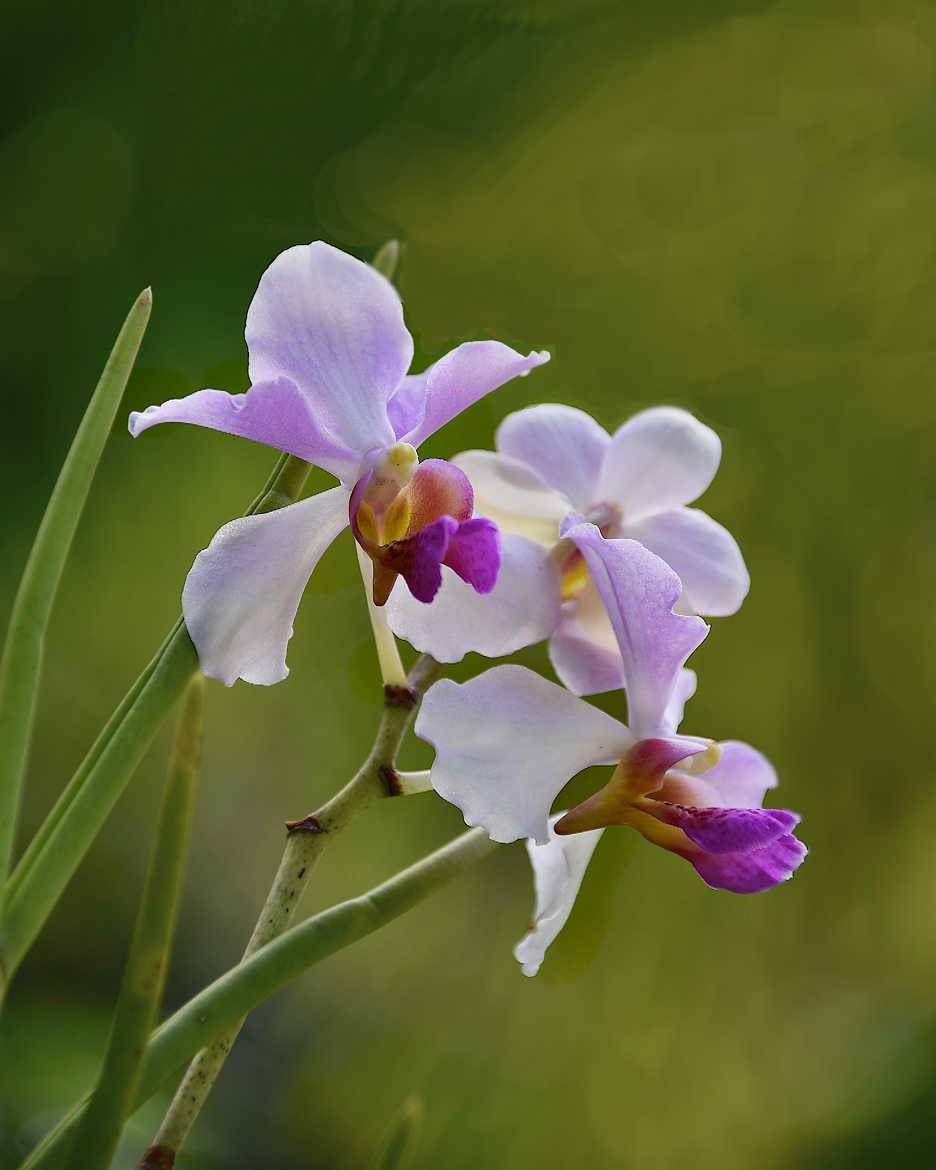 Orchidées du Sleeping Giant