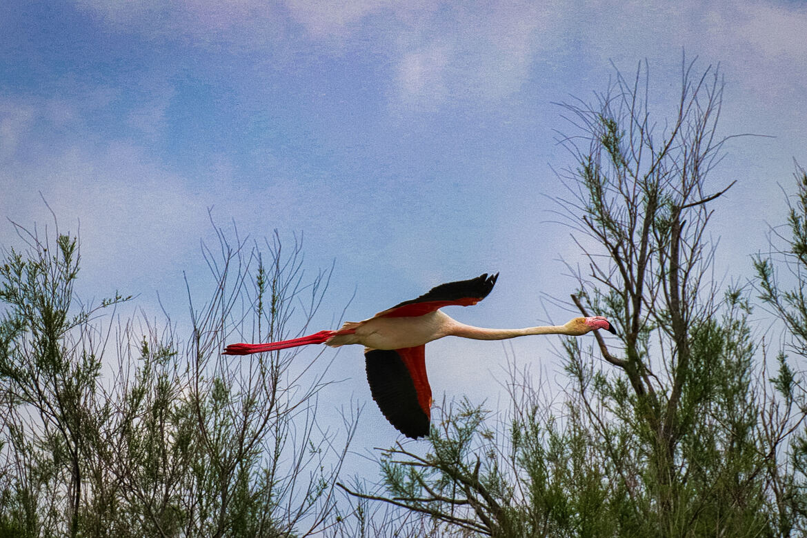 Dans le ciel de Camargue