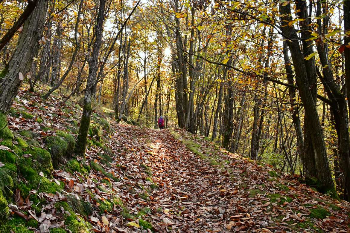 Automne dans les bois