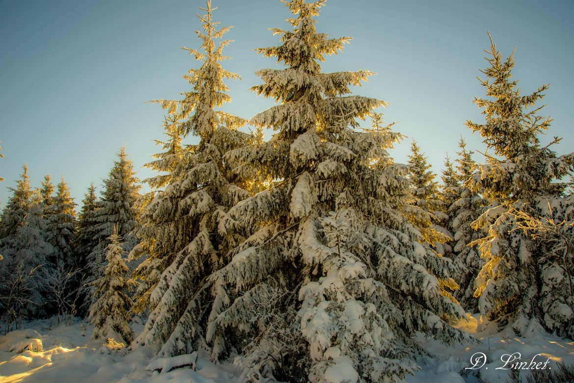 La Fagne sous la neige. 7