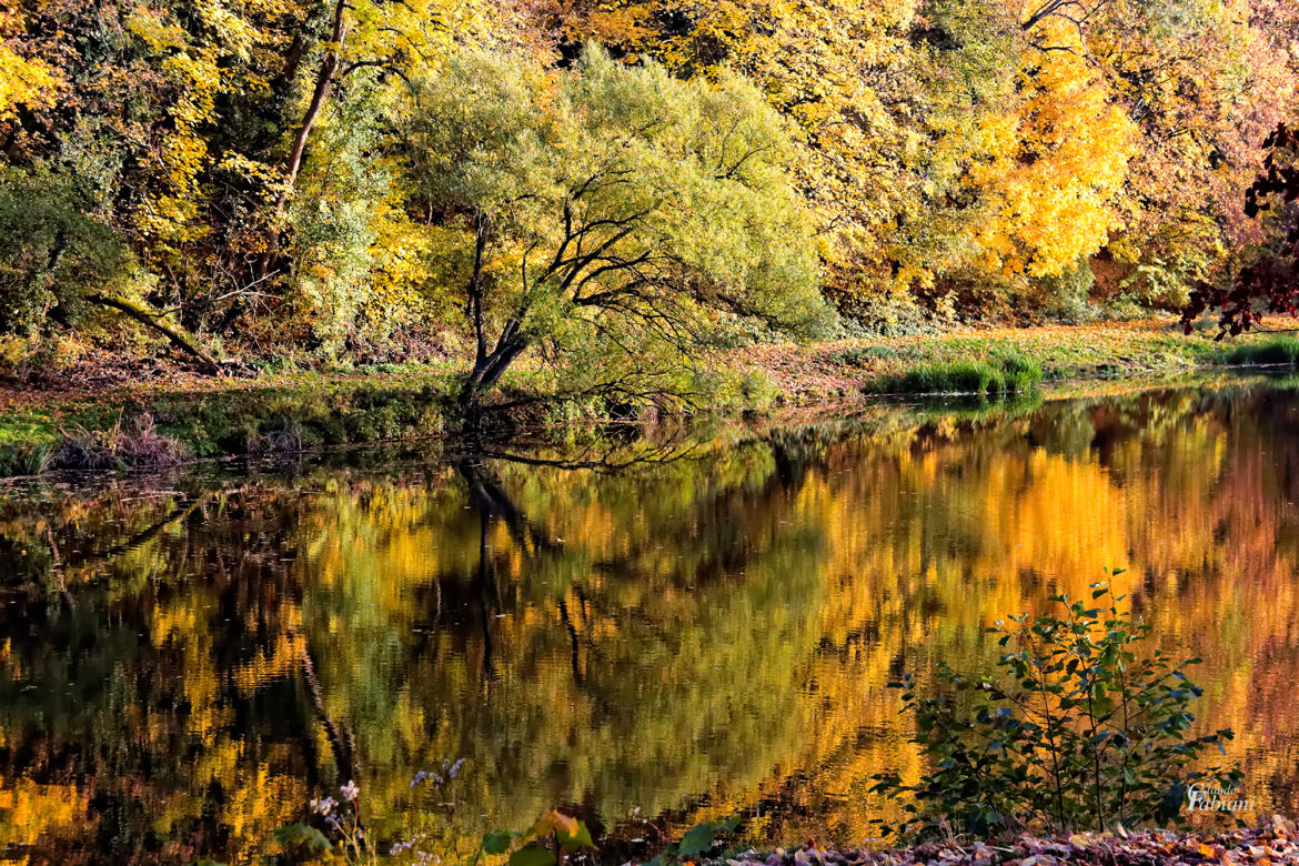 Symétrie "Couleur d'automne"