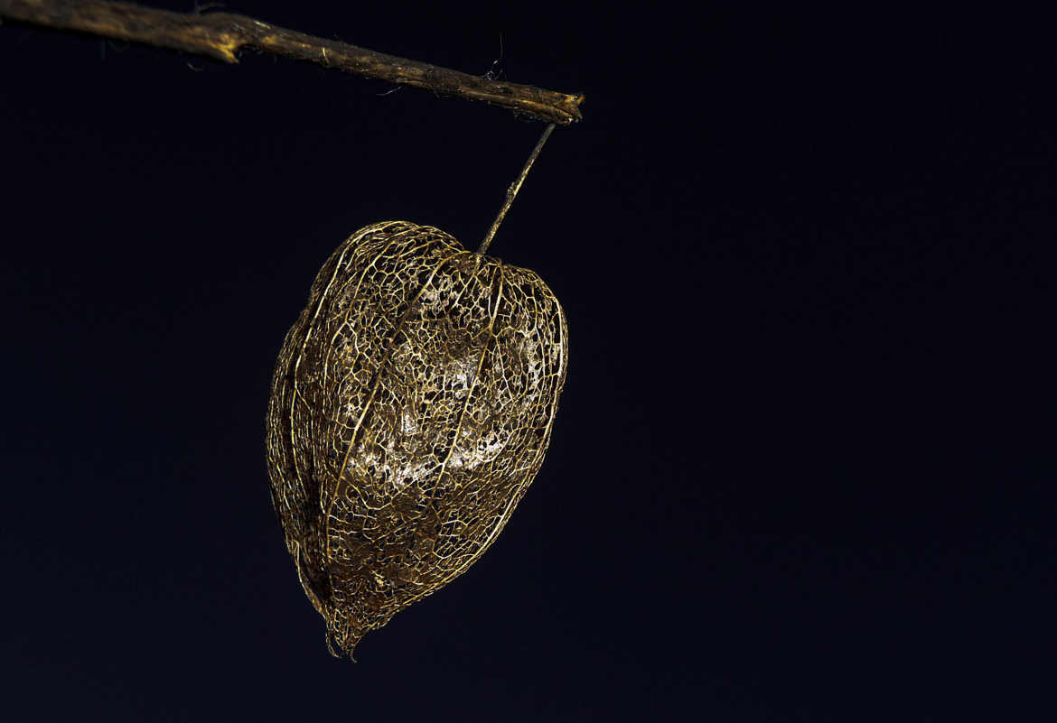 physalis en cage dorée