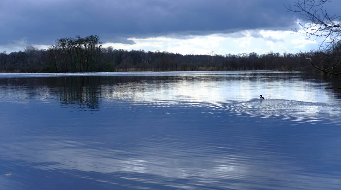 Canard solitaire