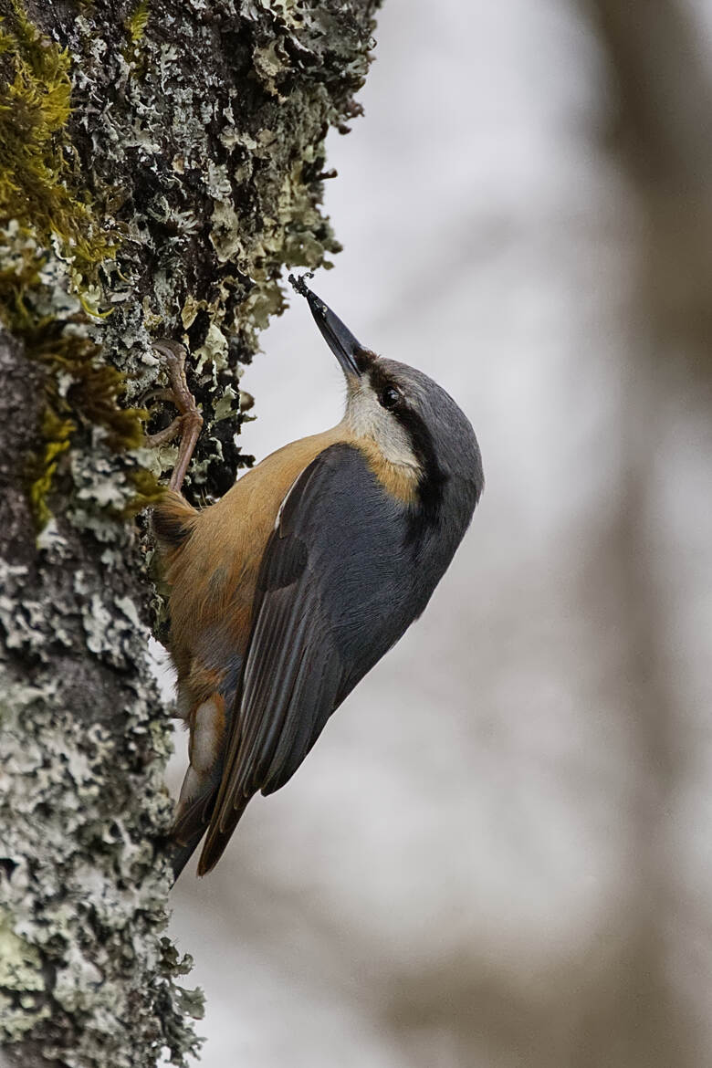 J'aurai voulu être un pic
