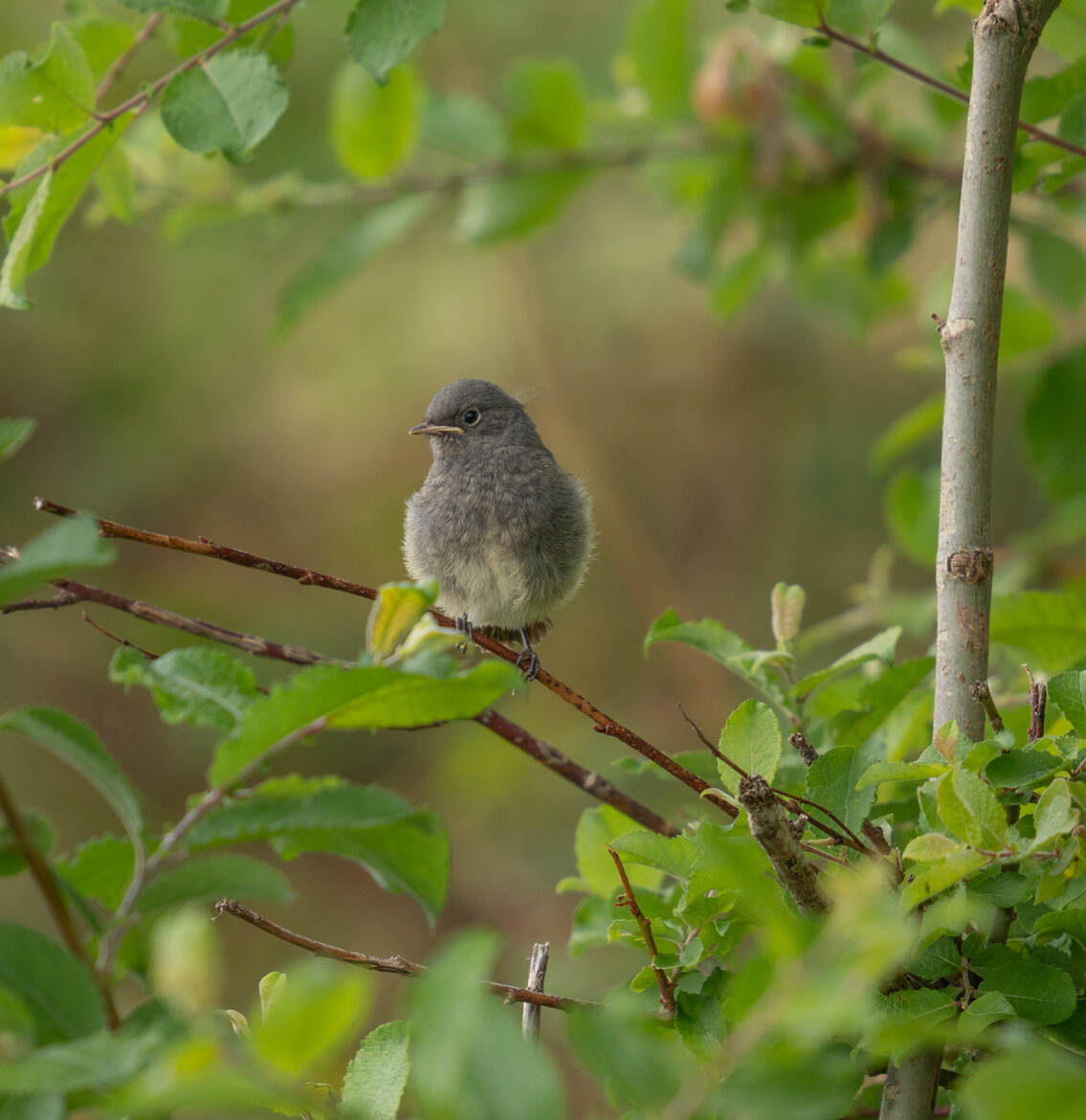 Rougequeue juvénile