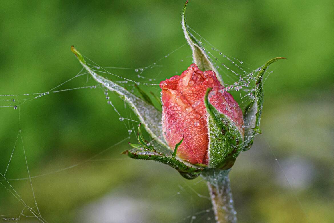 Rose dans la rosée