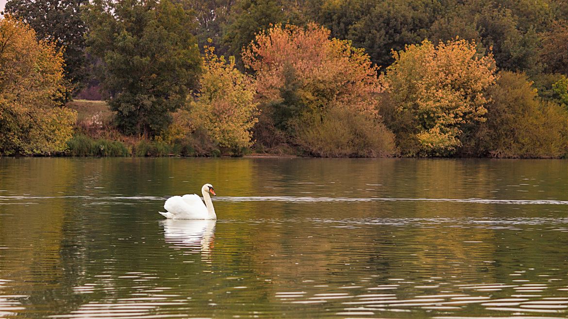 La Saône en automne