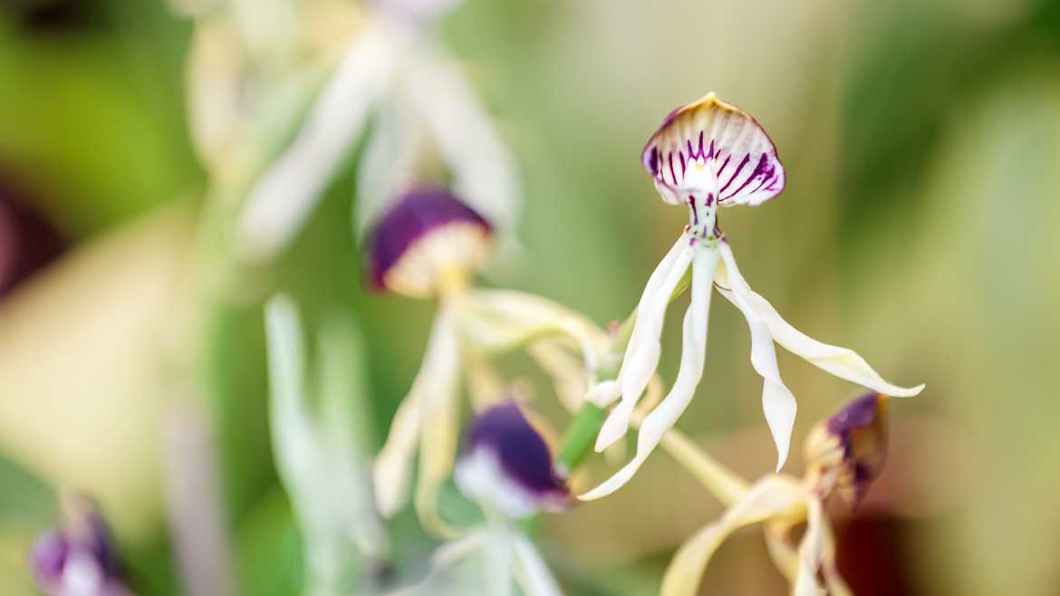 Des orchidées médusantes !