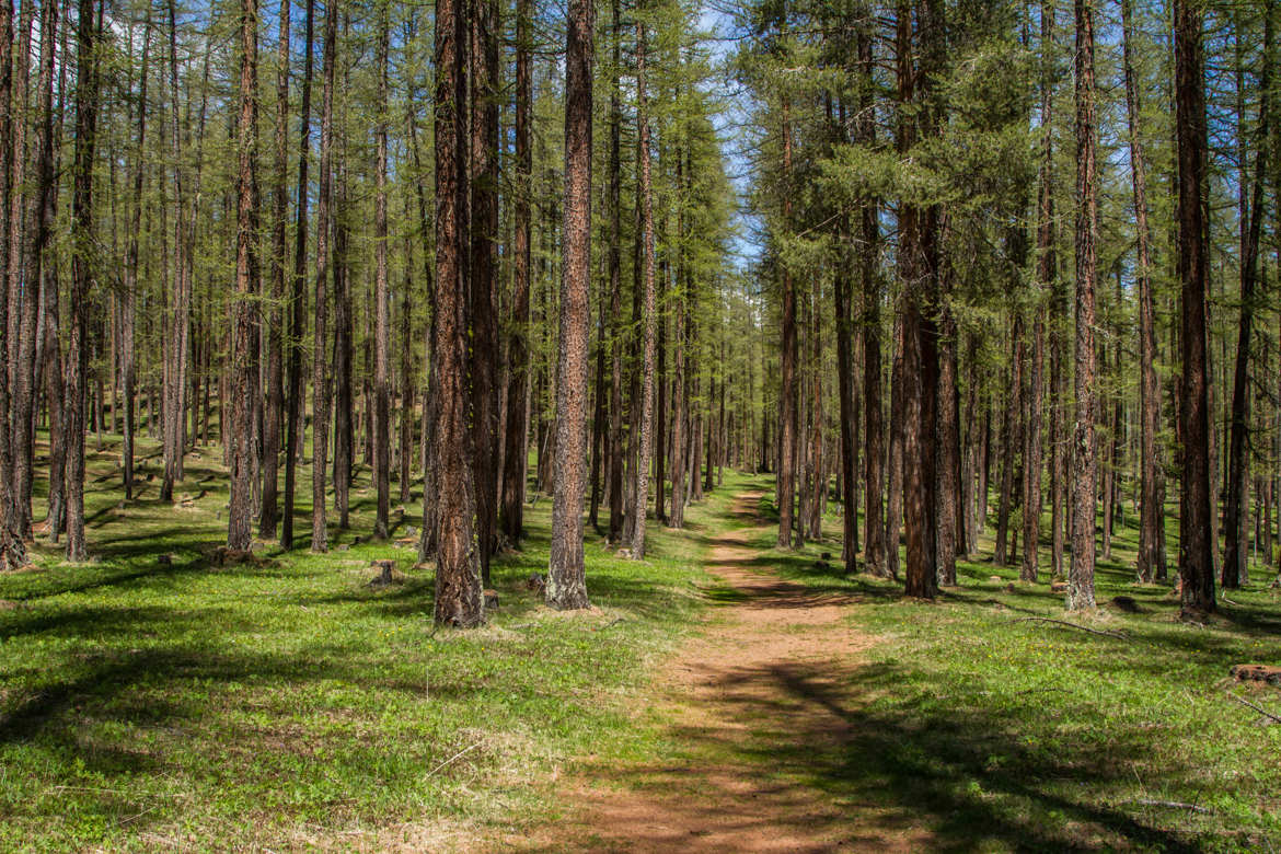 Promenons nous dans les bois......