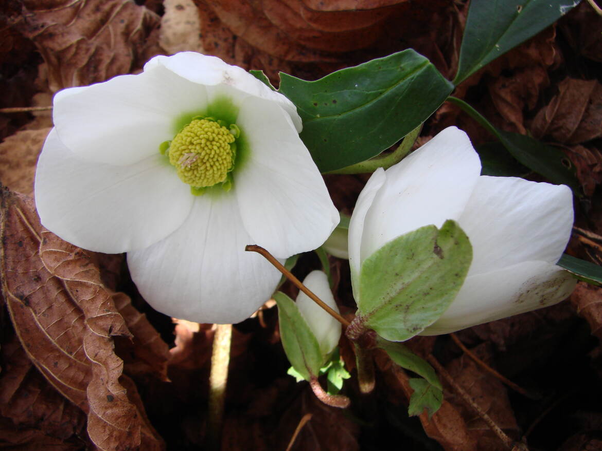 Rose de Noël