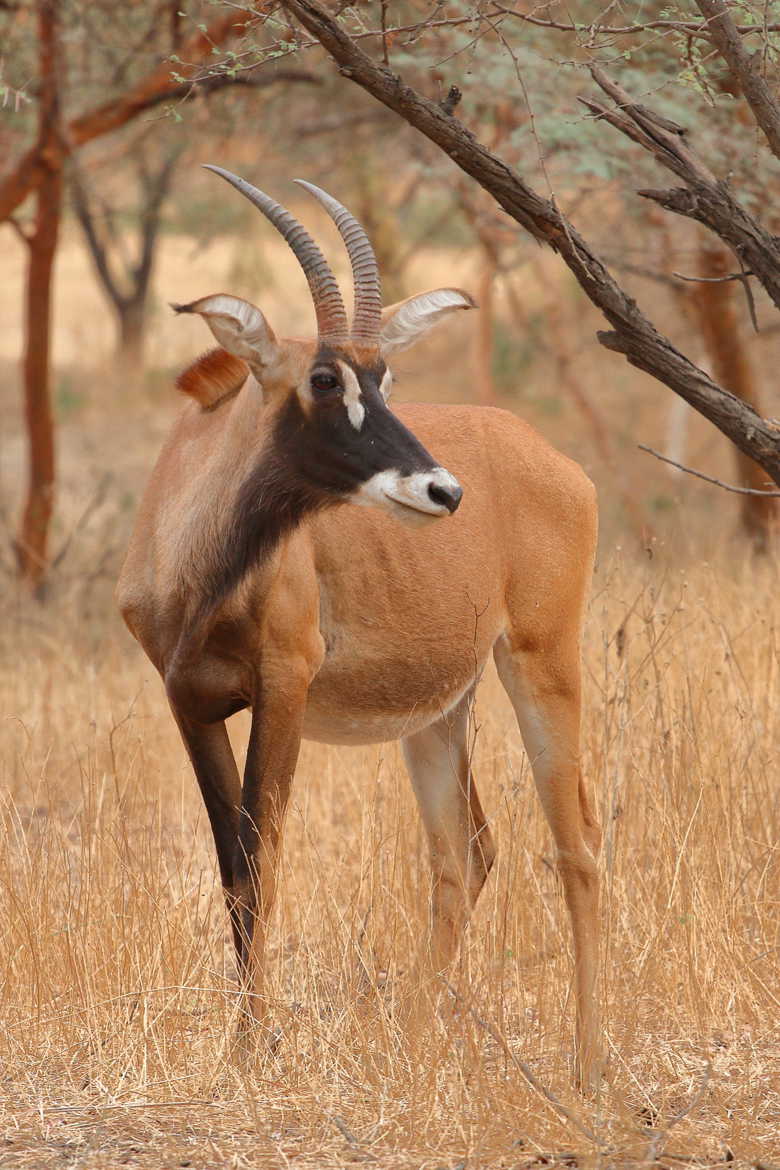 antilope cheval