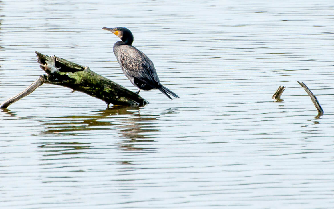 Le beau Cormoran