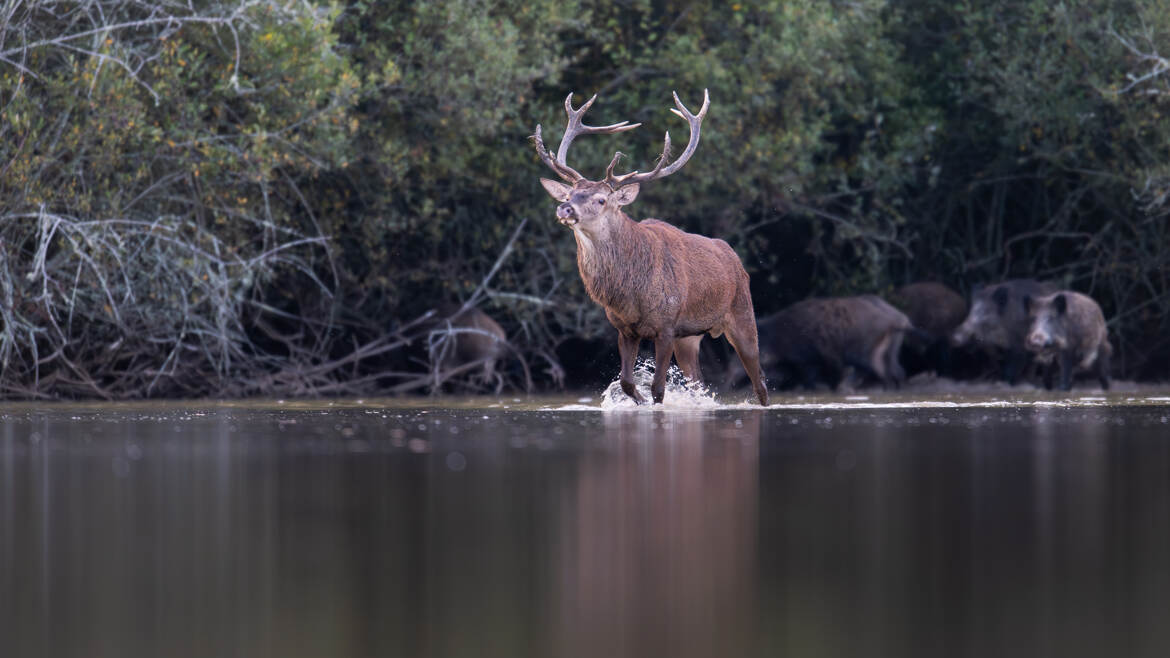 Escorté par une compagnie de sangliers