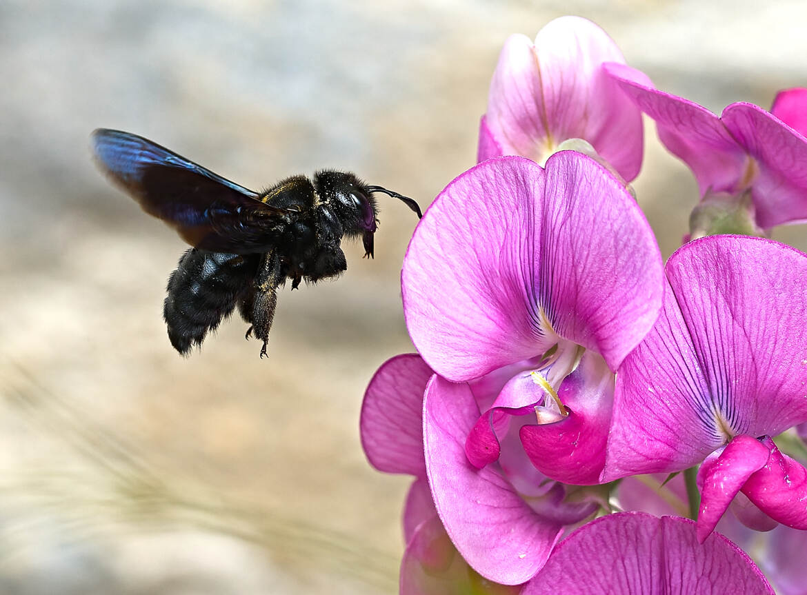 Xylocope et Lathyrus