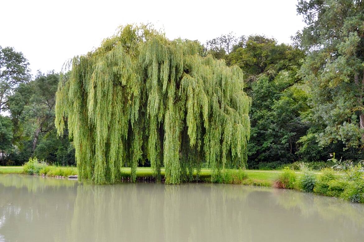 Pleurer dans l'eau