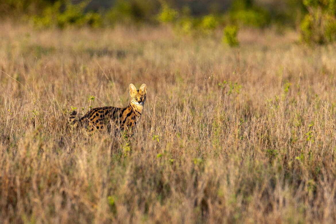 Le serval